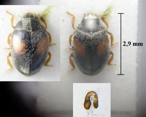 Réf. 255 136 : Scymnus schmidti